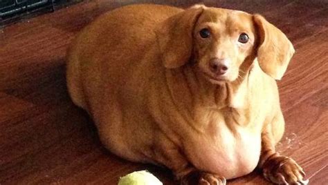 Dog Who Was Morbidly Obese And Couldnt Walk Makes Amazing Transformation
