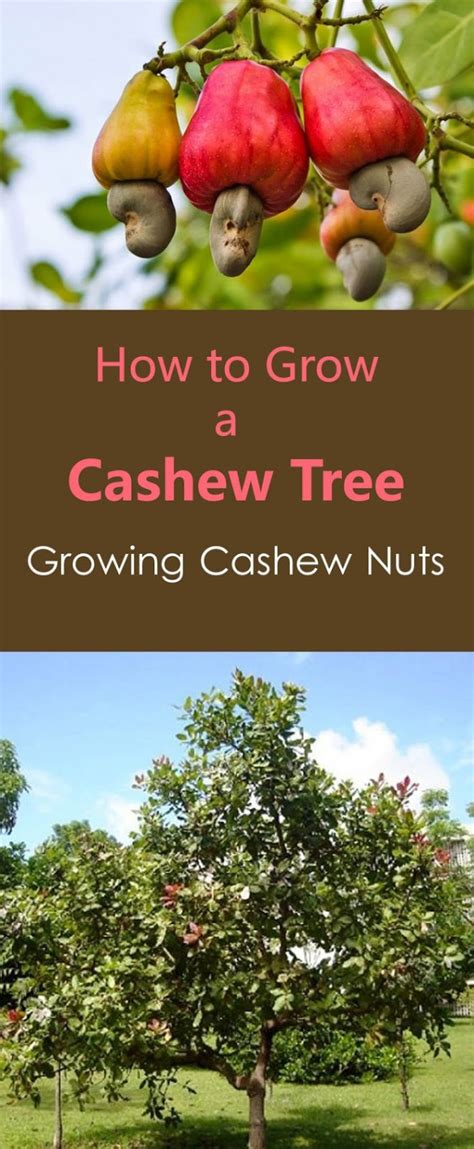   a substantial dry season is necessary to induce flower formation: Have You Ever Wondered, How to Grow a Cashew Fruit and ...