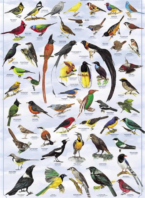 Daftar Nama Burung Burung Yang Ada Di Indonesia Lengkap Jenis Burung