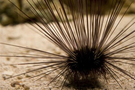 Spiky Sea Creature Smithsonian Photo Contest Smithsonian Magazine