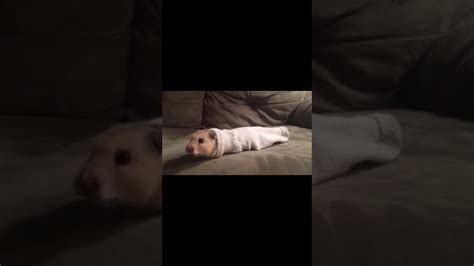 Epic Hamster Meme Youtube