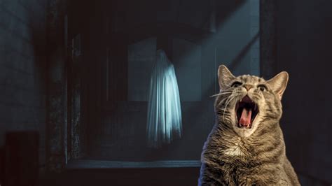 Dear Buddy Can Cats Sense Ghosts Pain In The Bud