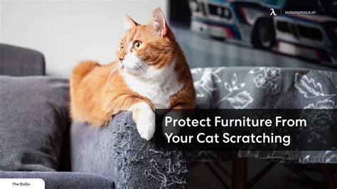 How to Protect Furniture From Your Cat Scratching | 10 Tips