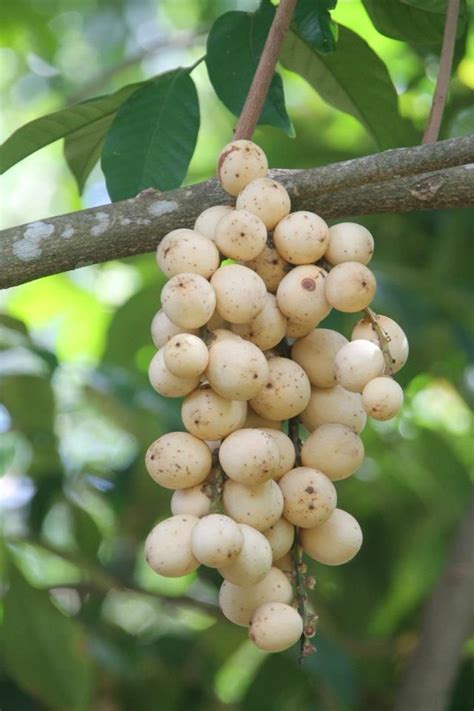 Lansium parasiticum, commonly known as langsat (/ ˈlɑːŋsɑːt /), lanzones (/ lɑːˈnzɔːnɛs /), or longkong in english; Langsat, a tropical fruit with thin soft skin,yellow with ...