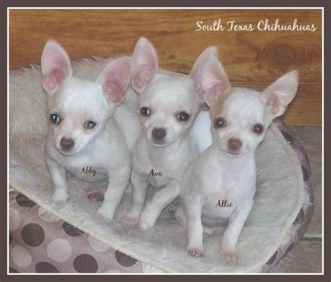 23 Applehead Chihuahuas For Sale In Texas L2sanpiero