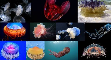 11 Types Of Jellyfish And Everything You Should Know About Them