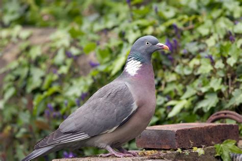 Rock Dove - BirdWatch Ireland