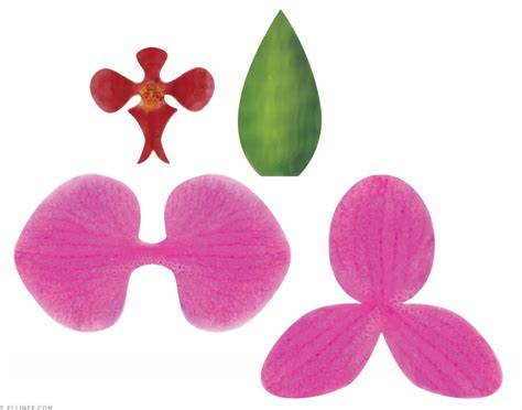 20 Nuevo Para Orquideas De Papel Moldes Alyshia Kanters Blogs