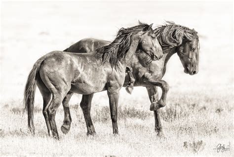 Fine Art Photographs Of Wild Horses Photography Of Wild