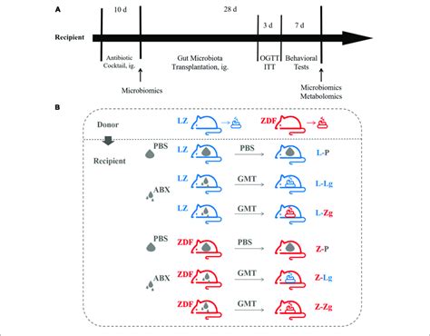 Experimental Design Of Gut Microbiota Transplantation Gmt A