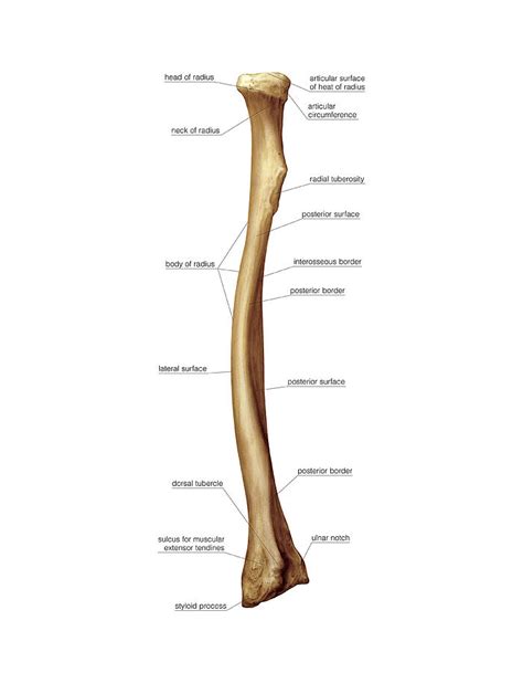 The distal end of the. Radius Bone Photograph by Asklepios Medical Atlas