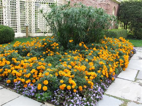 Ready to plant marigolds from seed? A Marigold Revival | What Grows There :: Hugh Conlon ...