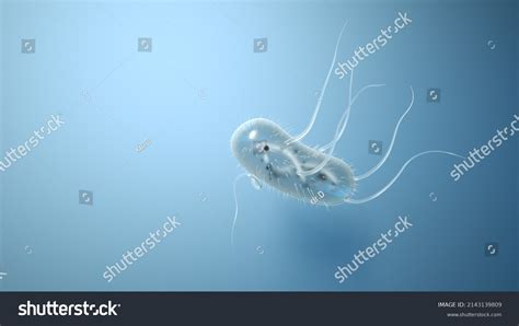 Escherichia Coli Under Microscope Cells Bacteria Stock Illustration