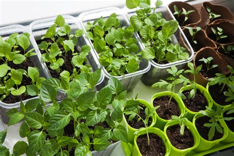 The Best Soil For An Indoor Vegetable Garden Food Gardening Network