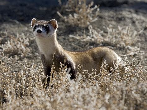 National Black Footed Ferret Conservation Center Credit R Flickr