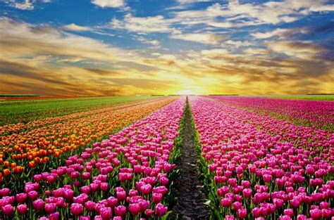 5 razones para ir a Holanda - Viajeros Callejeros