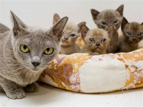 59 Best Bouncy Burmese Cats Images On Pinterest Kitty