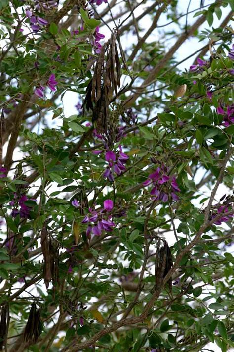 Flora Of Zimbabwe Species Information Individual Images Mundulea Sericea