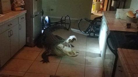 11 Foot Long Gator Breaks Into Florida Home