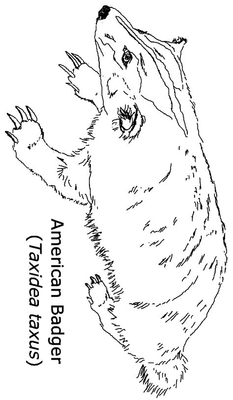 Here are the university of wisconsin color codes if you need them for any. Badger Coloring Page