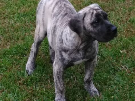 These playful presa canario puppies are an easygoing, confident, and affectionate dog breed. Perro de Presa Canario Puppies For Sale | Macon, GA #258113