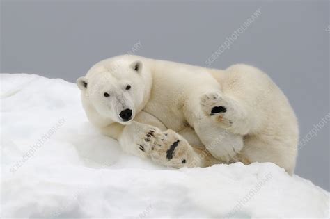 Polar Bear Resting On Ice Svalbard Norway Stock Image F0232911