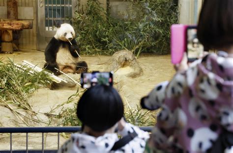Fans Flock To Tokyo Zoo For Pandas Last Day Before China Return