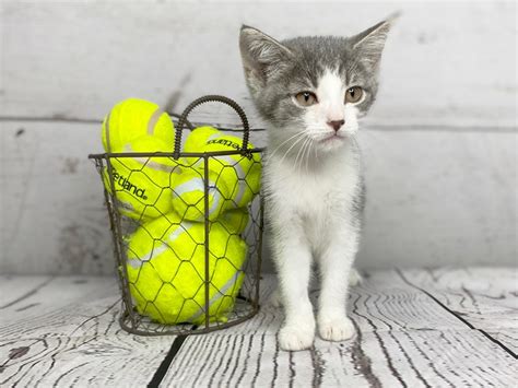 Adopt A Pet Kitten Cat Female Grey And White 2753897 Petland Grove City