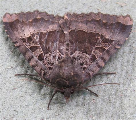 Old Lady Moth