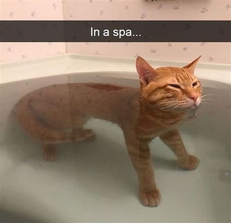 Ginger Cat Appreciation Memes Snaps And Pics Eğlenceli kedi fotoğrafları Turuncu kedi Hayvan