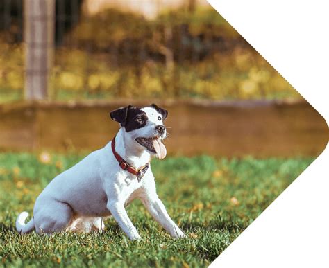 Buy chain link fencing and get the best deals at the lowest prices on ebay! Chain Link Fences Kelowna | Quality Chain Link Fencing