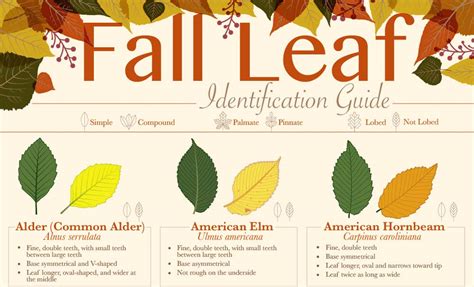 Fall Leaf Identification Guide Infographic