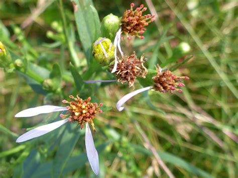 Photographs Of Aster Tripolium Uk Wildflowers Withering Flowerheads