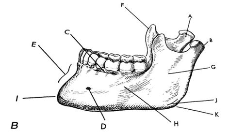 Lateral View Of Mandible Labeling Flashcards Quizlet