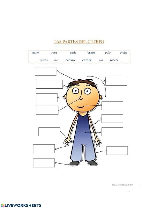 Las Partes Del Cuerpo Worksheet Answers