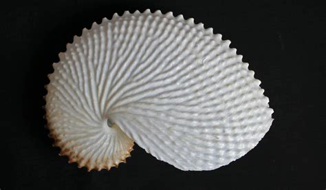 Paper Nautilus Shells Tauranga Heritage Collection