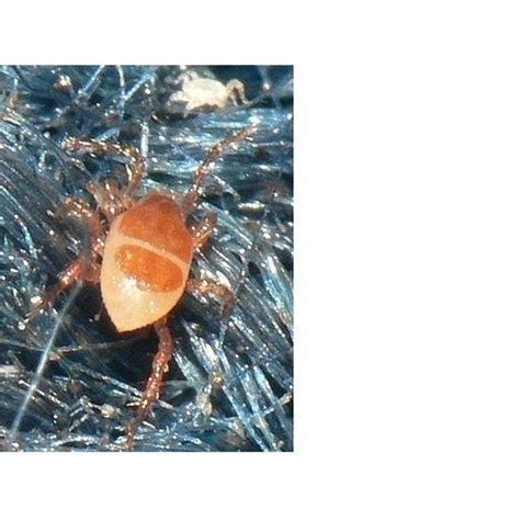 Both types of spiders generally live in undisturbed areas, such as attics or sheds. What Type of Mites Bite Humans? | Healthfully