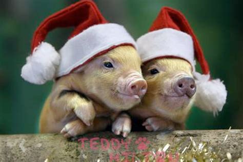 41 Christmas Pig Wallpaper On Wallpapersafari