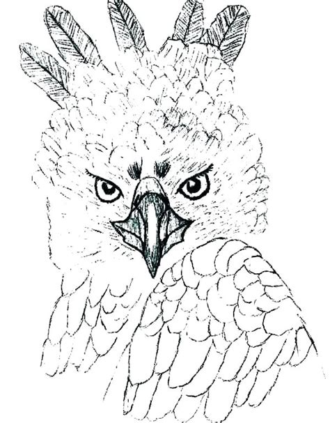 Harpy eagle's favorite food is sloths and monkeys. Harpy Eagle Coloring Page at GetColorings.com | Free ...