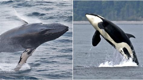 Whale Wars Humpbacks Versus Orcas Focus Of New Study British