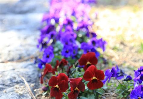 8 Winter Flowers To Brighten Your Snowy Garden Bob Vila