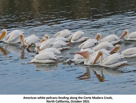 American White Pelican A Birdwatchers Guide John R Cammidge