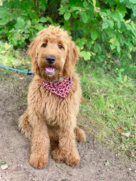 The irish doodle is a new breed for us, but don't worry, we're using the same health standards as all our other wonderful breeds. Testimonials - Irish Doodle & Goldendoodle Puppies For ...