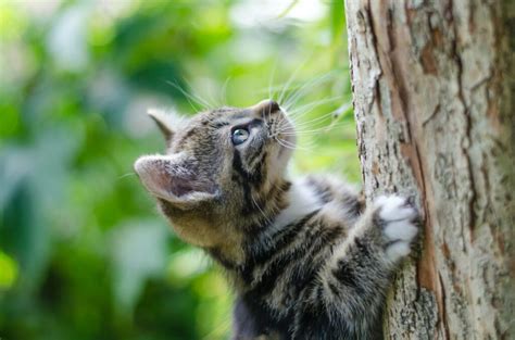 why does my cat climb me like a tree travel with your cat