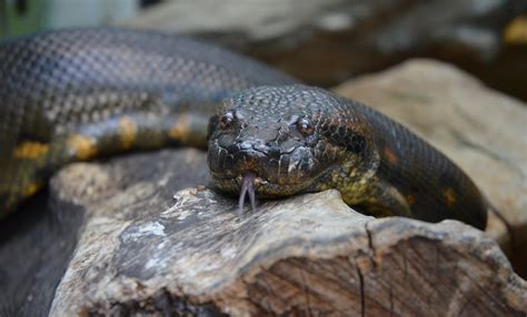 Top 176 Anaconda Amazon Rainforest Animals