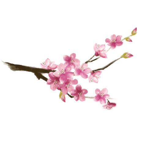 Cherry Blossom Hd Png Vector Psd And Clipart With Transparent