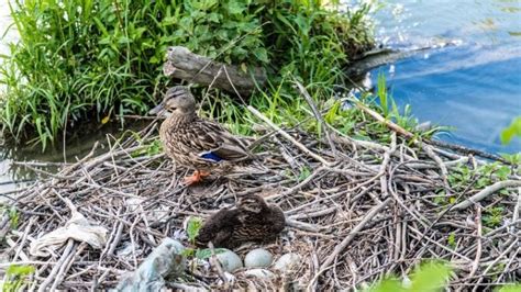 How Often Do Ducks Lay Eggs Avian Facts And Faqs Pet Keen