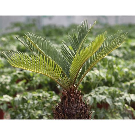 Sago Palm Tree Seeds Seedarea