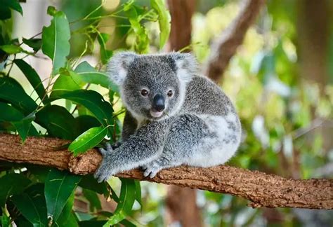 50 Unbelievable Interesting Facts About Koalas You Must Know 2024