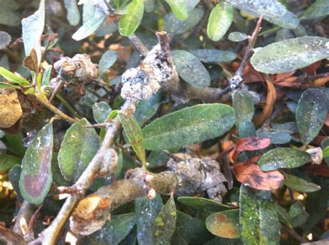 In recent years, some of the mealybug species have become invasive pests in localities posing a great problem to the new. Mealybugs